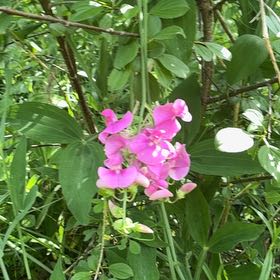 Photo of the plant species Lathyrus Latifolius by @YesChickpea29 named Sanders on Greg, the plant care app