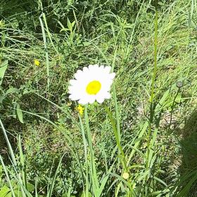 Photo of the plant species Ox-Eye Daisy by @YesChickpea29 named Tree Diddy on Greg, the plant care app