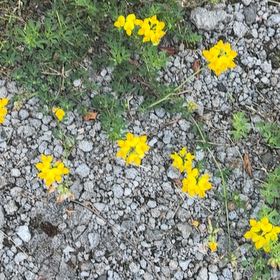 Photo of the plant species Common Bird's-Foot-Trefoil by @YesChickpea29 named Forrest on Greg, the plant care app
