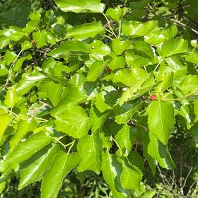 Photo of the plant species Black Mulberry by @YesChickpea29 named Emerson on Greg, the plant care app