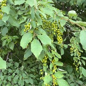 Photo of the plant species Bird Cherry by @YesChickpea29 named Miley on Greg, the plant care app