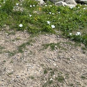 Photo of the plant species Beach Morning-Glory by @YesChickpea29 named Elina on Greg, the plant care app