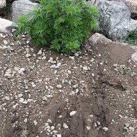 Photo of the plant species Annual Ragweed by @YesChickpea29 named Harry on Greg, the plant care app