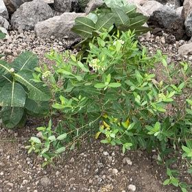 Photo of the plant species Indian Hemp by @YesChickpea29 named Stella on Greg, the plant care app