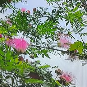 Photo of the plant species Albizia Julibrissin by @YesChickpea29 named Harper on Greg, the plant care app