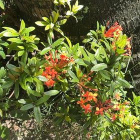 Photo of the plant species Flame of the Woods by @YesChickpea29 named Curie on Greg, the plant care app