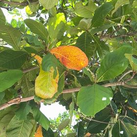 Photo of the plant species Beach Almond by @YesChickpea29 named Doja Cat on Greg, the plant care app