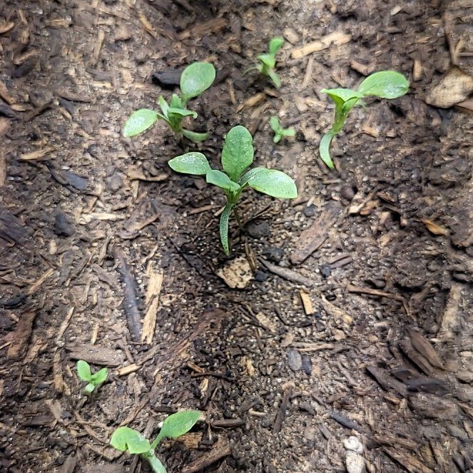 Photo of the plant species Papaver Somniferum by @NewSalsa32 named Robert Plant on Greg, the plant care app