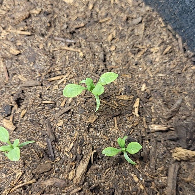 Photo of the plant species Papaver Somniferum by @NewSalsa32 named Hamilton on Greg, the plant care app