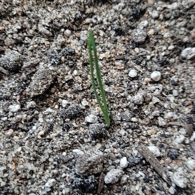 Photo of the plant species Ma Huang by @NewSalsa32 named Kendall on Greg, the plant care app