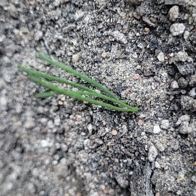 Photo of the plant species Ma Huang by @NewSalsa32 named Fernie Mercury on Greg, the plant care app