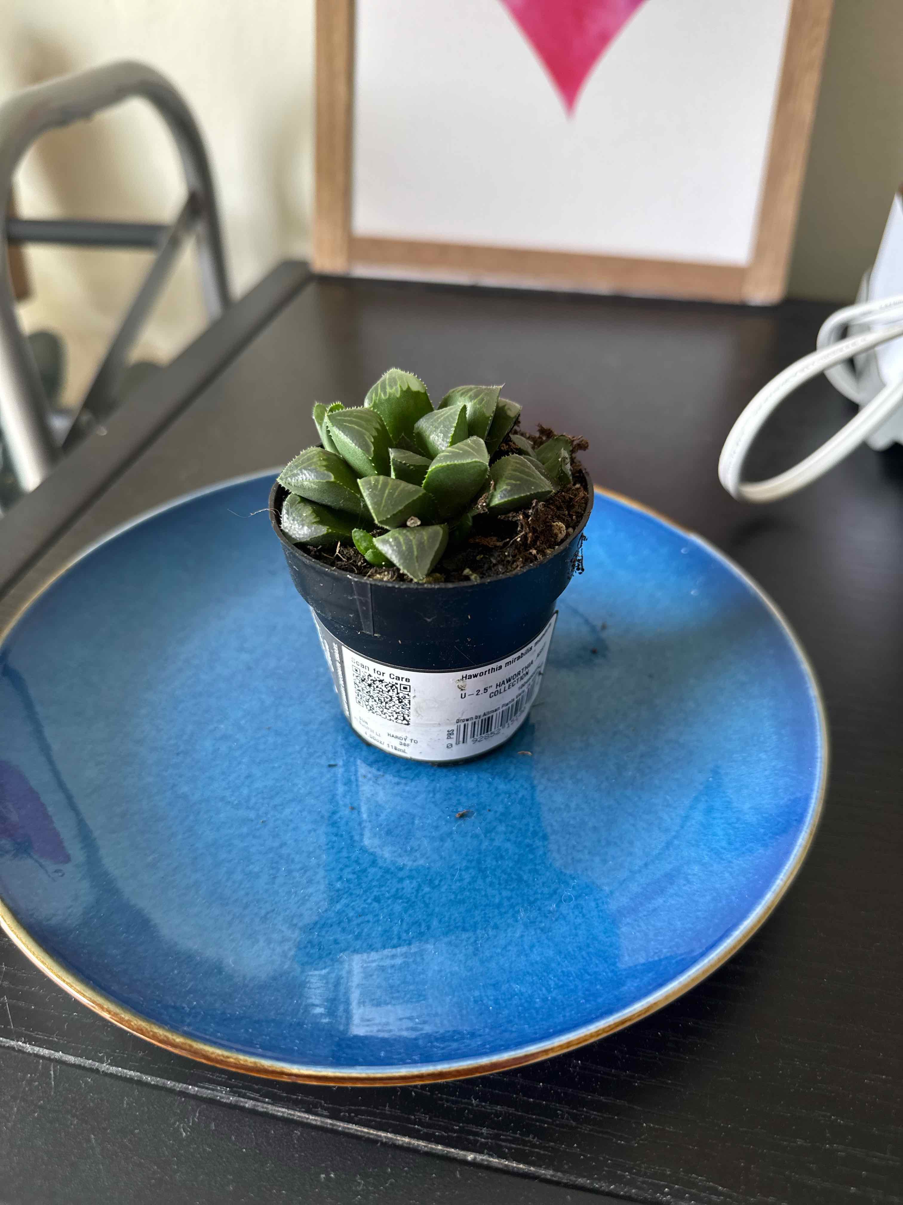 Photo of the plant species Haworthia mirabilis by @KeenRosemary51 named Zucky on Greg, the plant care app
