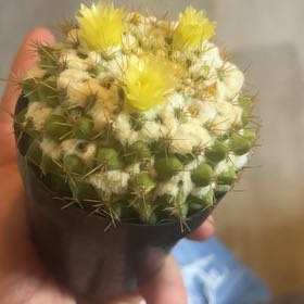 Photo of the plant species Mammillaria by @AblePlanty15 named Greg on Greg, the plant care app