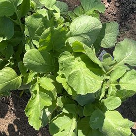 Photo of the plant species Cultivated Radish by @AblePlanty15 named Tree Diddy on Greg, the plant care app