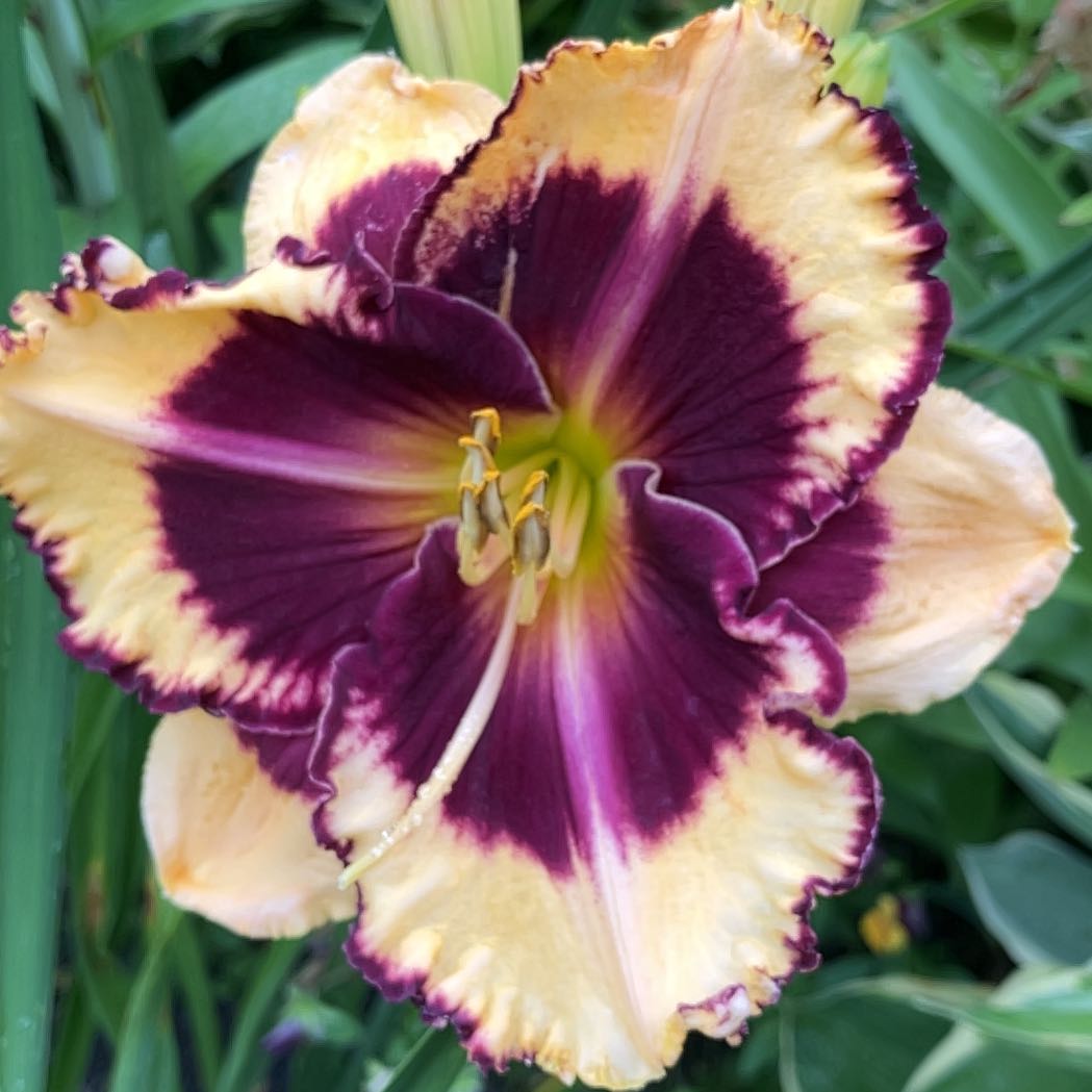 Photo of the plant species Orange Daylily by @PoliteCoconut8 named Xena on Greg, the plant care app
