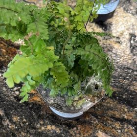 Photo of the plant species Rosy Maidenhair Fern by @SpiffyWasabi26 named Spike Leaves on Greg, the plant care app