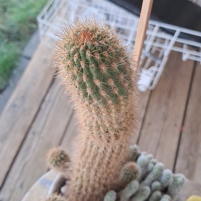 Photo of the plant species Texas Rainbow Cactus by @RomanticCat47 named Tolkien on Greg, the plant care app