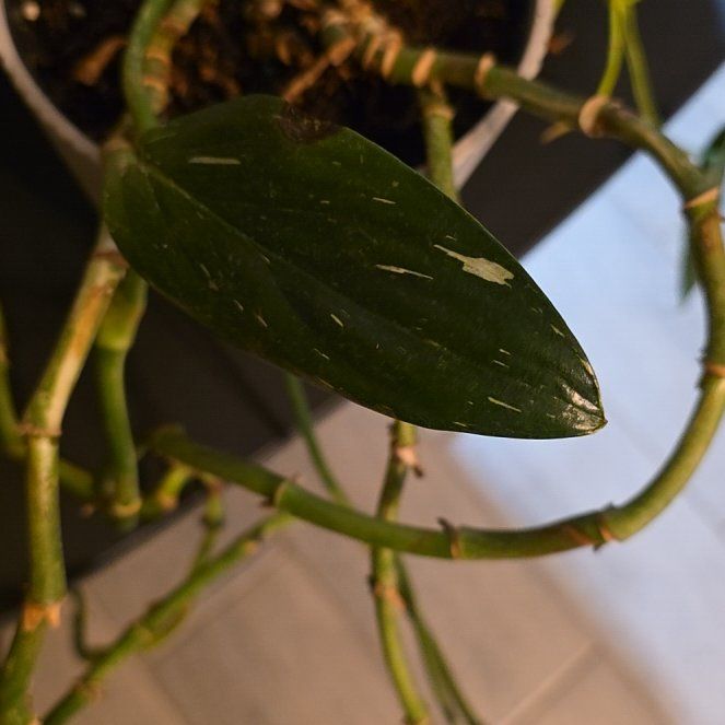 Photo of the plant species monstera standleyana by @StableChervil named Einstein on Greg, the plant care app