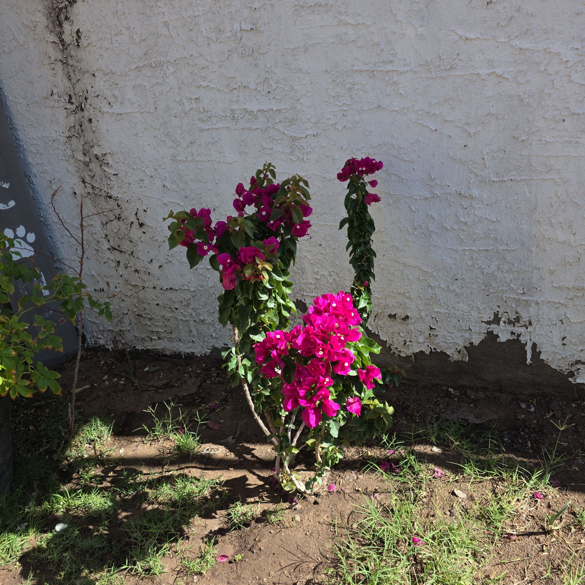 Photo of the plant species Bougainvillea by @StableChervil named Kylie on Greg, the plant care app