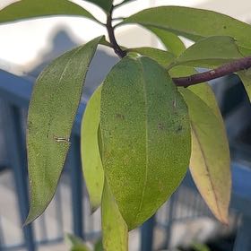 Photo of the plant species Mousehole Tree by @PetPalqui63 named Hemingway on Greg, the plant care app