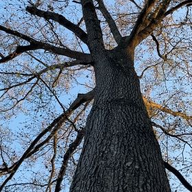 Photo of the plant species Black Oak by @HeroMyagrum40 named Messi on Greg, the plant care app