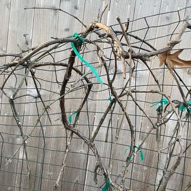 Photo of the plant species Muscadine Grape by @HeroMyagrum40 named Michelle Branch on Greg, the plant care app