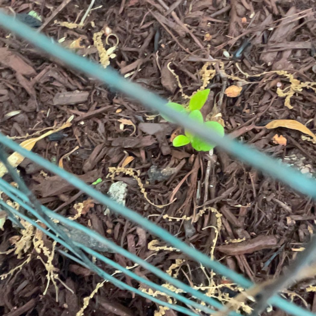 Photo of the plant species Mirror Bush by @HeroMyagrum40 named Oscar on Greg, the plant care app