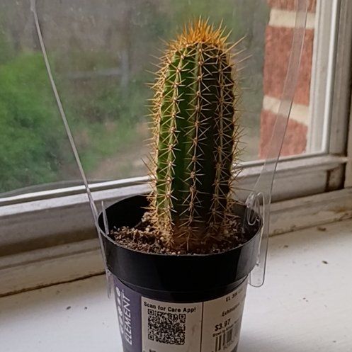 Photo of the plant species Echinopsis 'Huascha' by @AgileSpiderwort named Camila on Greg, the plant care app