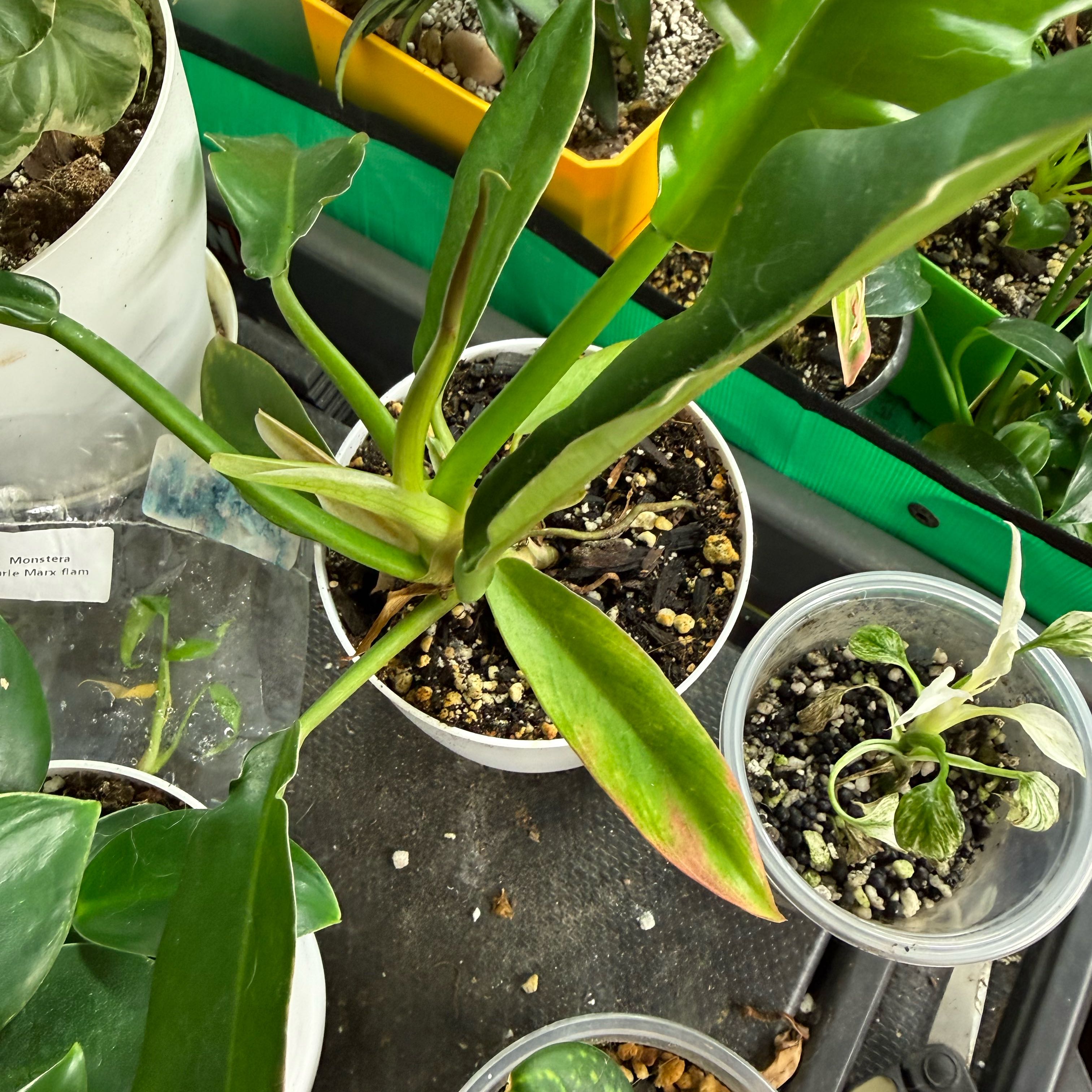 Photo of the plant species philodendron Jungle Boogie by @Shewolf5 named Tolkien on Greg, the plant care app