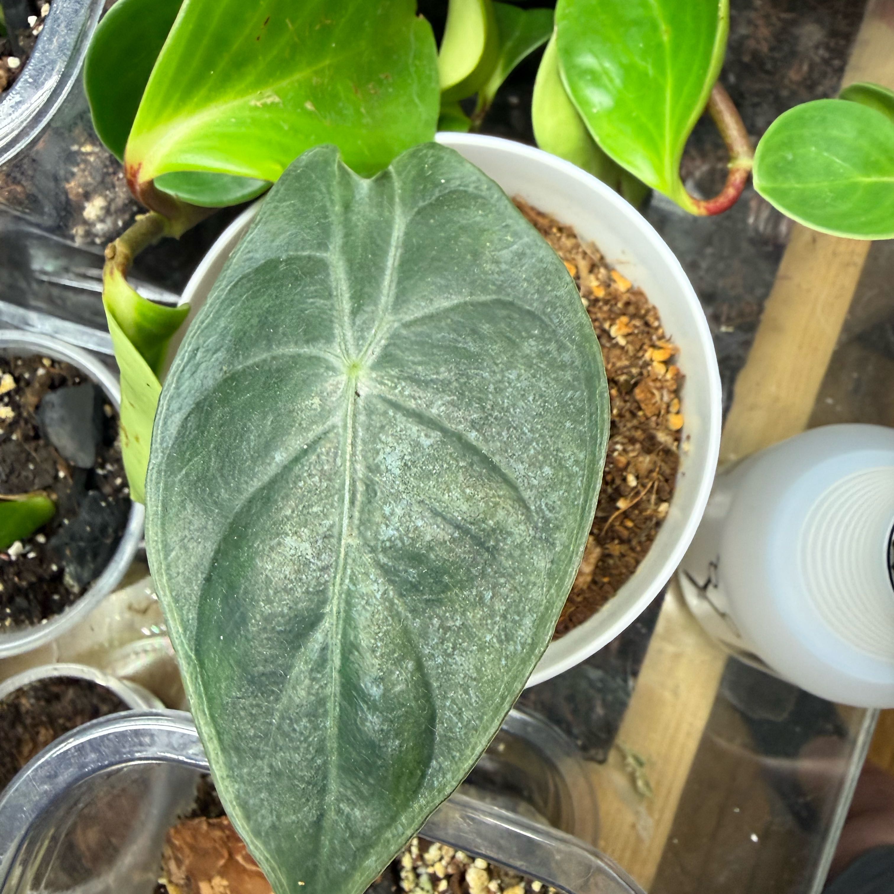 Photo of the plant species Alocasia by @Shewolf5 named Harper on Greg, the plant care app