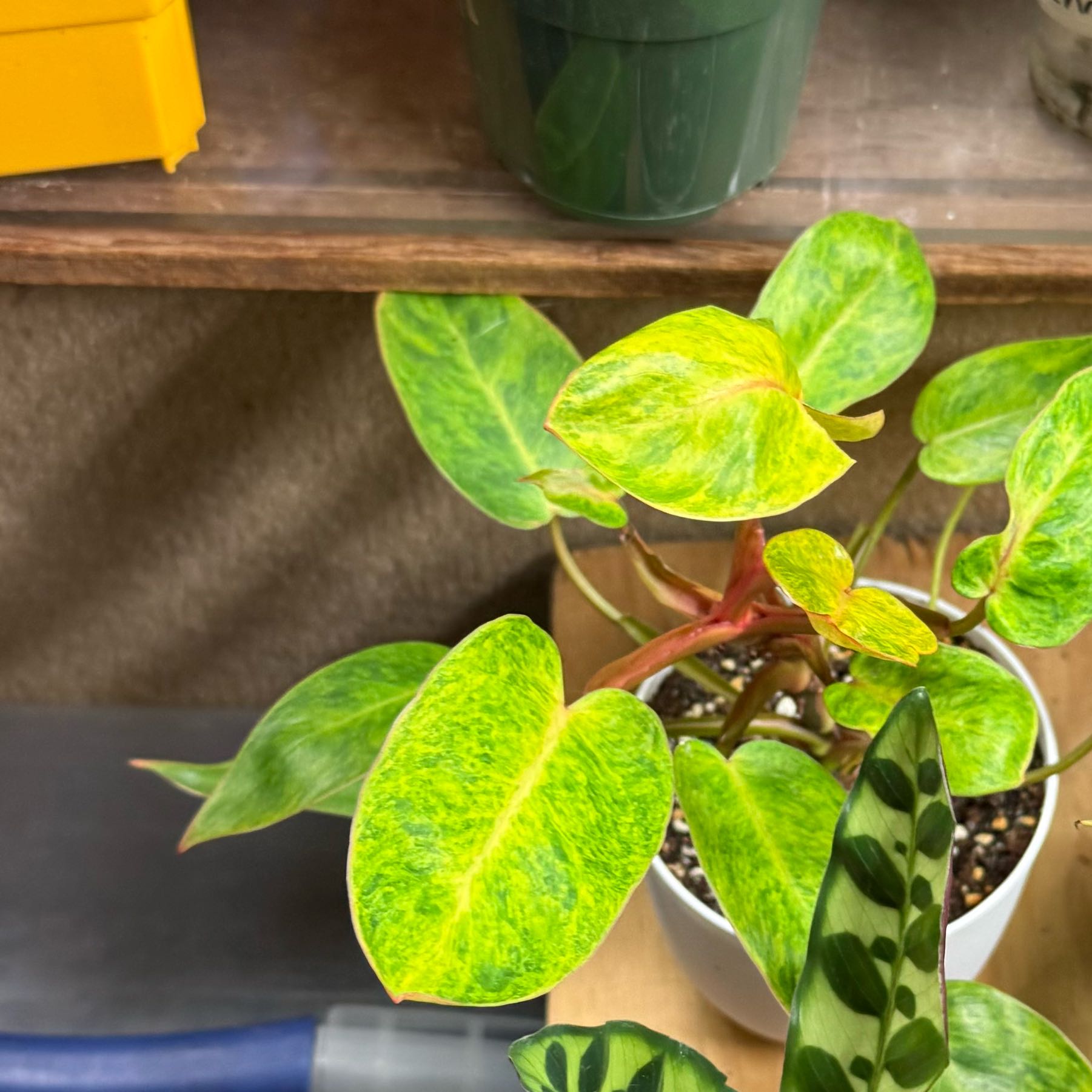 Photo of the plant species Philodendron Painted Lady by @Shewolf5 named Luna on Greg, the plant care app