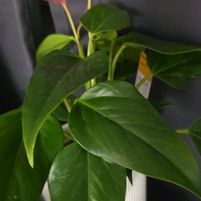 Photo of the plant species Purple Anthurium by @Moonpie named Anthy on Greg, the plant care app