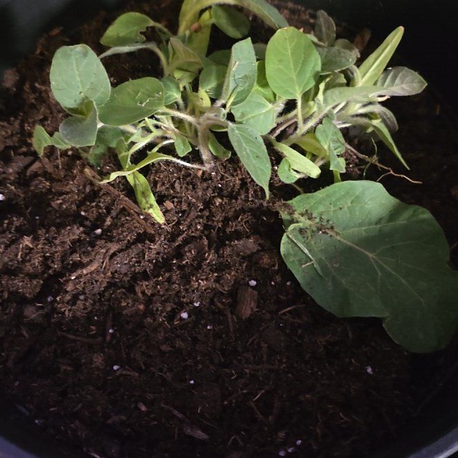 Photo of the plant species Belle Blanche Datura by @Moonpie named Belle on Greg, the plant care app