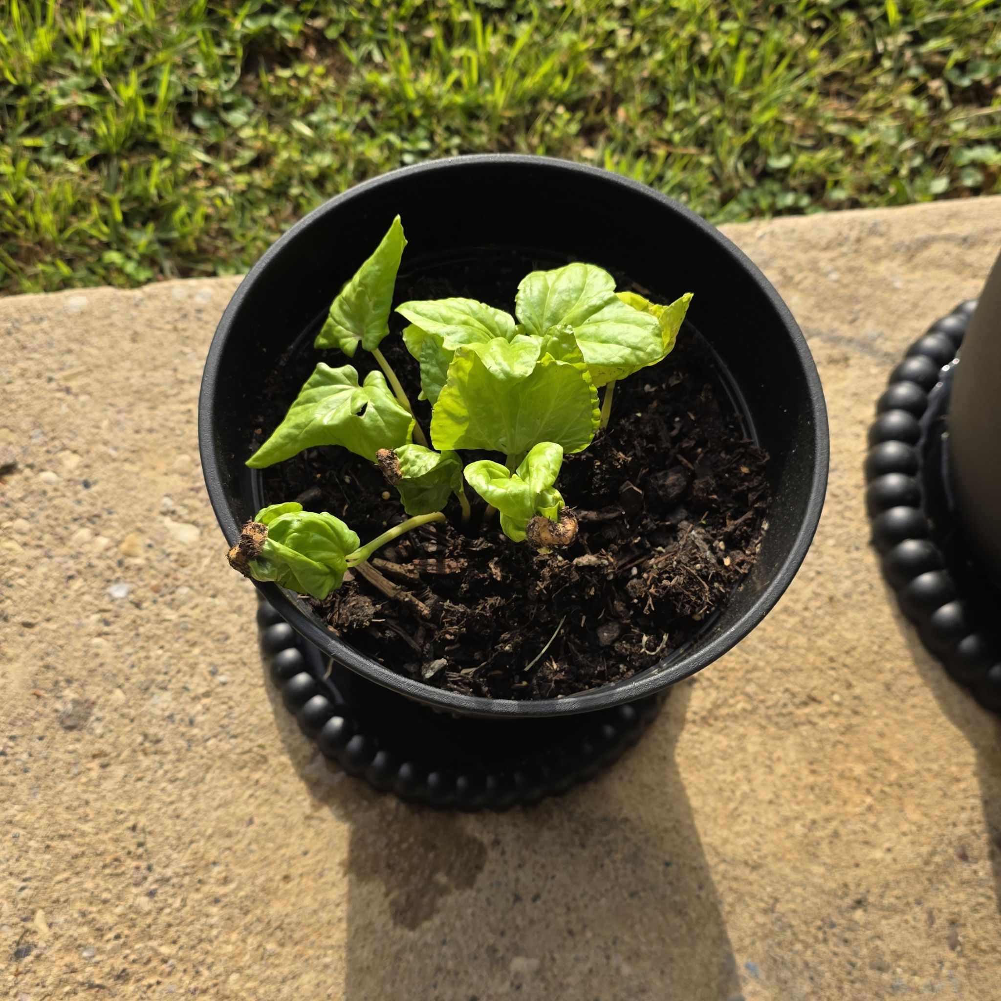 Photo of the plant species Tropical White Morning Glory by @Moonpie named Lunar on Greg, the plant care app
