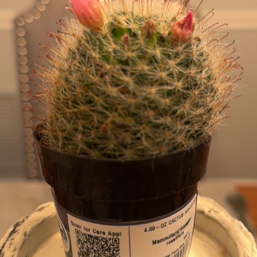 Photo of the plant species Mammillaria bocasana f. roseiflora by @CoolCreambush13 named Sanders on Greg, the plant care app