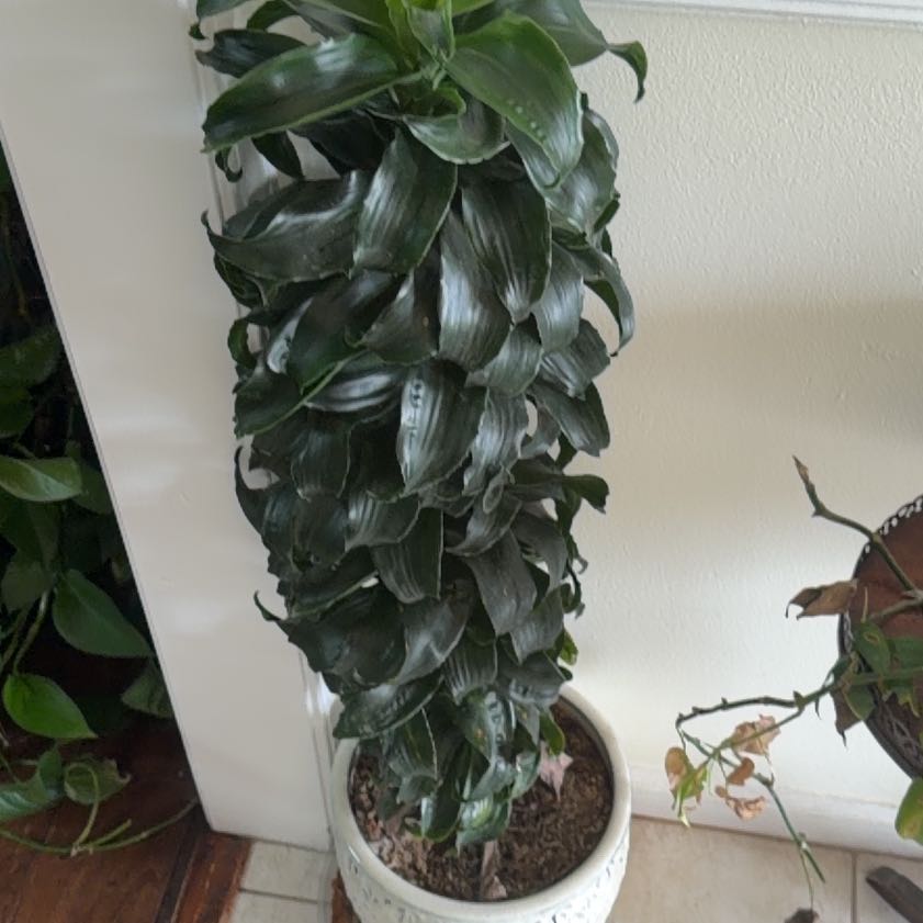 Photo of the plant species Dracaena Tornado Twisted by @CoolCreambush13 named Hemingway on Greg, the plant care app