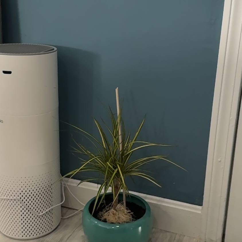 Photo of the plant species Kiwi Dracaena by @SuccinctFrithia named Zion on Greg, the plant care app
