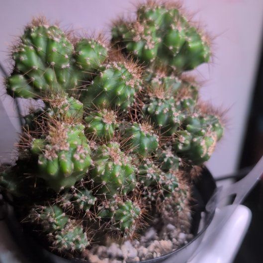 Photo of the plant species Brittle Prickly Pear by @LillyRoseThorn named Coco on Greg, the plant care app