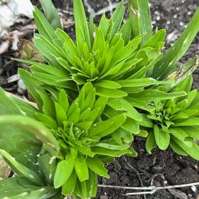 Photo of the plant species Madonna Lily by @DollErophaca18 named Muhammad Ali on Greg, the plant care app