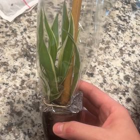 Photo of the plant species Lecheguilla by @CentralKatsura named Tolkien on Greg, the plant care app
