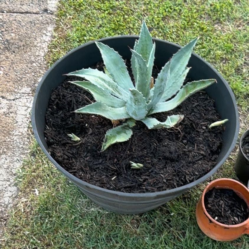 Photo of the plant species Agave 'Blue Glow' by @HeadRambutan33 named Prince on Greg, the plant care app