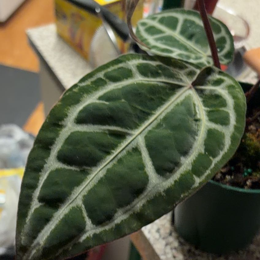 Photo of the plant species Anthurium Memoria Tim Anderson by @SpicySedge64 named Leonardo on Greg, the plant care app