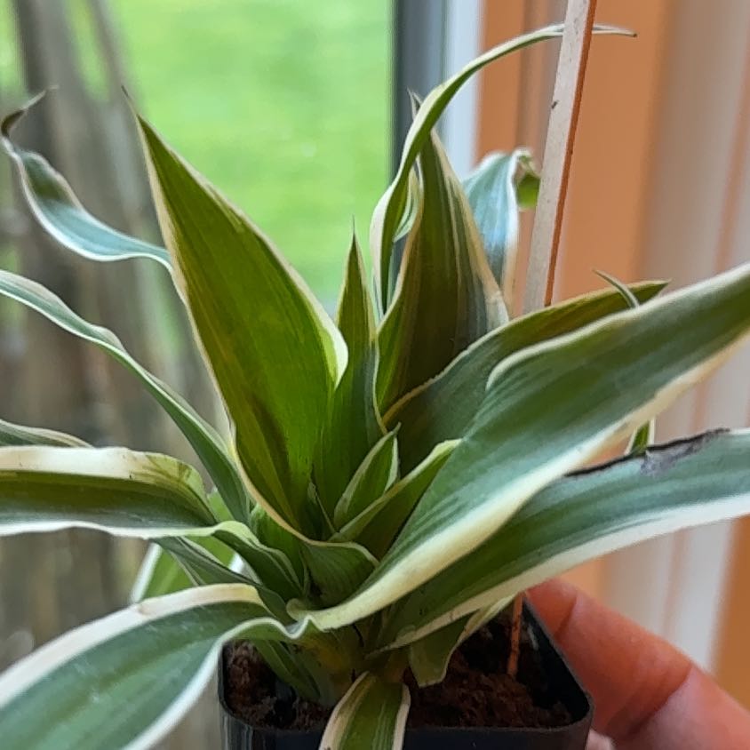 Photo of the plant species California False Hellebore by @HoorayEspicia89 named Navajo on Greg, the plant care app