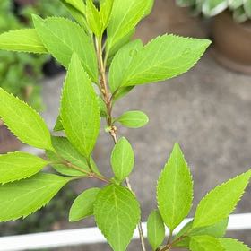 Photo of the plant species Border Forsythia by @HoorayEspicia89 named Treeyoncé on Greg, the plant care app