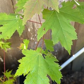 Photo of the plant species Acer Saccharinum by @HoorayEspicia89 named Rihanna on Greg, the plant care app