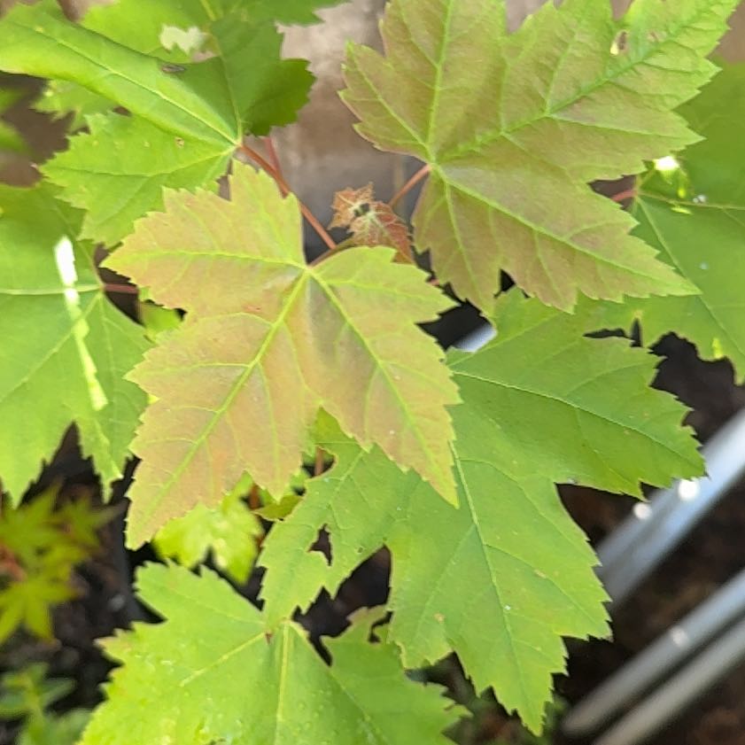 Photo of the plant species Acer Saccharinum by @HoorayEspicia89 named Muhammad Ali on Greg, the plant care app