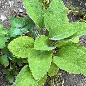 Photo of the plant species Digitalis Purpurea by @HoorayEspicia89 named Girlfrond on Greg, the plant care app