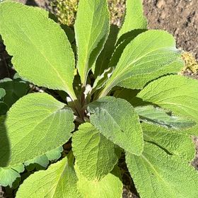 Photo of the plant species Common Foxglove by @HoorayEspicia89 named Sproutacus on Greg, the plant care app