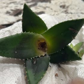 Photo of the plant species Agave Raksasa by @TrueClusia22 named Mando on Greg, the plant care app
