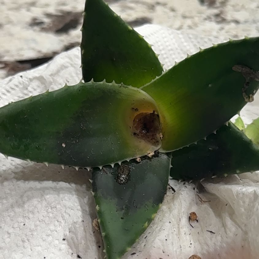 Photo of the plant species Agave Raksasa by @TrueClusia22 named Robert Plant on Greg, the plant care app